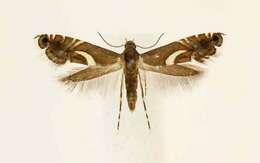 Image of Yellow Nutsedge Moth