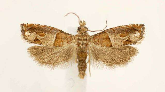 Image of Constricted Sonia Moth