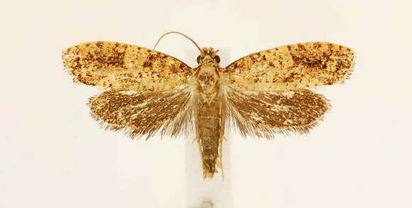 Image of Cresson's Grass-tubeworm Moth