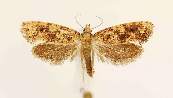 Image of Cresson's Grass-tubeworm Moth