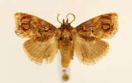 Image of Beutenmueller's Slug Moth