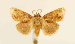 Image of Beutenmueller's Slug Moth