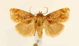 Image of Beutenmueller's Slug Moth