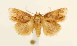 Image of Beutenmueller's Slug Moth