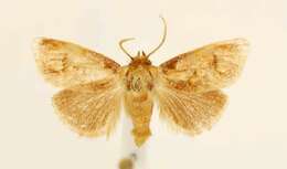 Image of Beutenmueller's Slug Moth