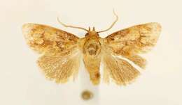 Image of Beutenmueller's Slug Moth