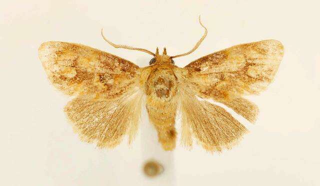 Image of Beutenmueller's Slug Moth