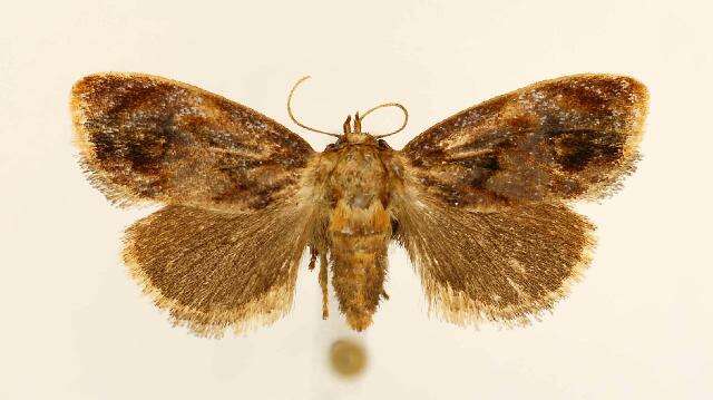 Image of Beutenmueller's Slug Moth