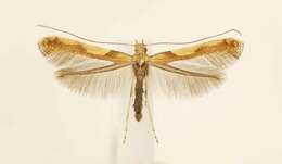 Imagem de Caloptilia negundella (Chambers 1876)