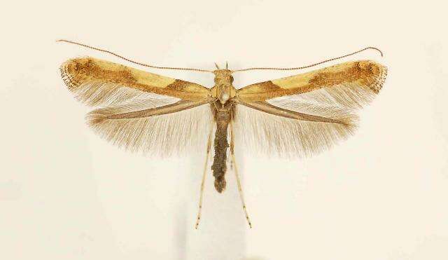 Imagem de Caloptilia negundella (Chambers 1876)