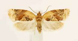 Argyrotaenia velutinana Walker 1863的圖片