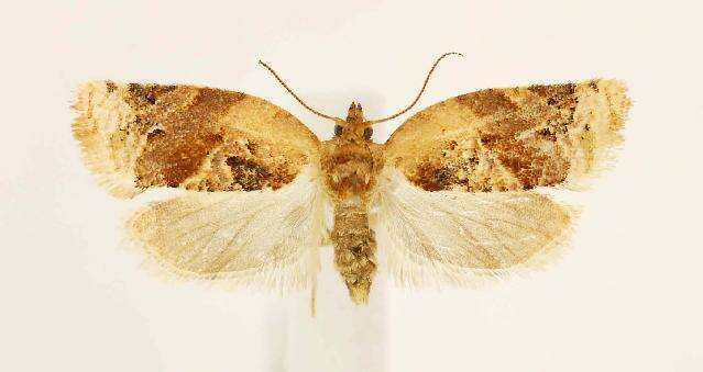 Argyrotaenia velutinana Walker 1863的圖片