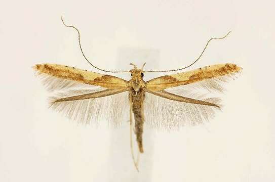 Image of Boxelder Leafroller Moth