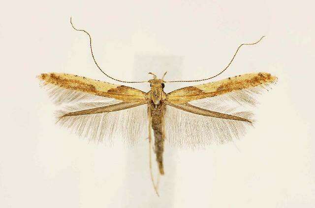 Imagem de Caloptilia negundella (Chambers 1876)