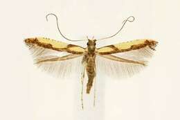 Image of Walnut Caloptilia