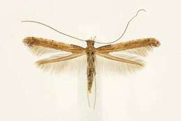 Sivun Caloptilia sassafrasella (Chambers 1876) kuva