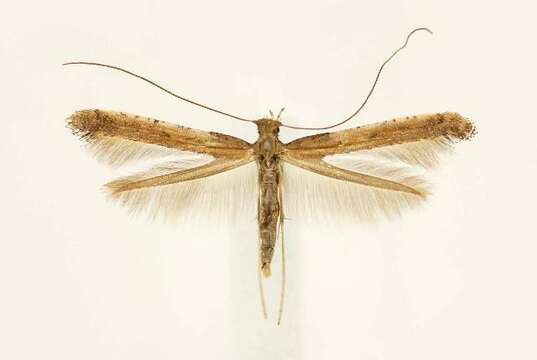 Image of Caloptilia sassafrasella (Chambers 1876)