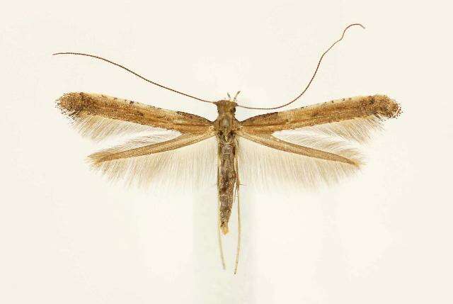 Sivun Caloptilia sassafrasella (Chambers 1876) kuva