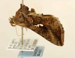 Image de Autographa precationis Guenée 1852