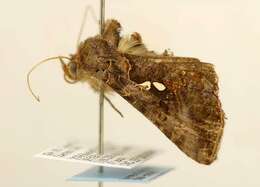 Image de Autographa precationis Guenée 1852