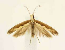 صورة Plutella xylostella Linnaeus 1767