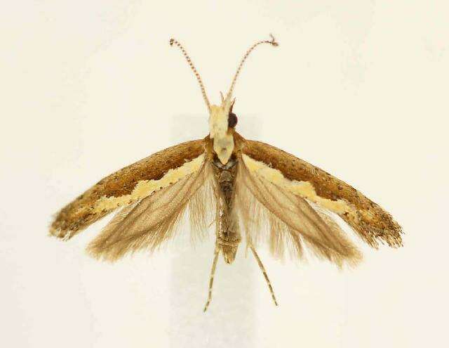 صورة Plutella xylostella Linnaeus 1767