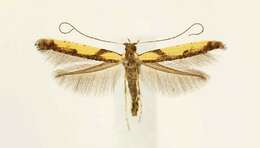 Image of Walnut Caloptilia