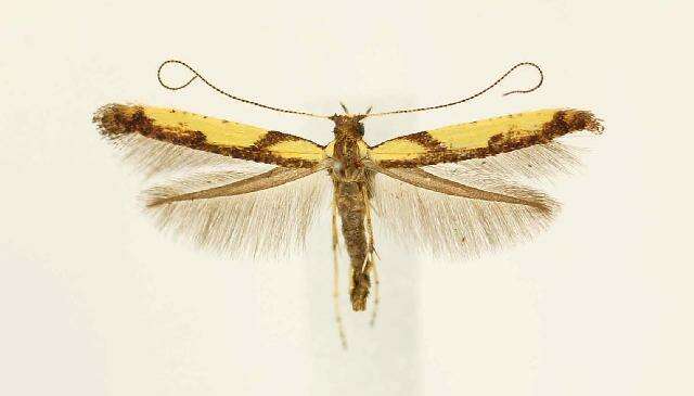 Image of Walnut Caloptilia