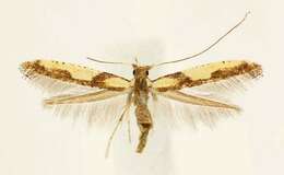 Image of Walnut Caloptilia