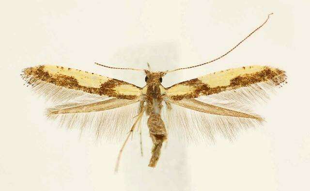 Image of Walnut Caloptilia