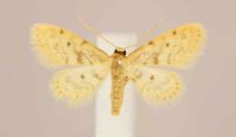 Image de Idaea bonifata Hulst 1887