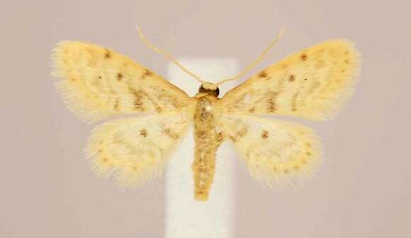 Image de Idaea bonifata Hulst 1887