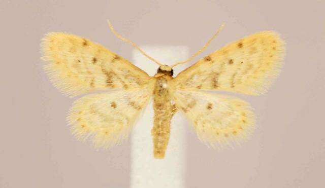 Image of Fortunate Idaea