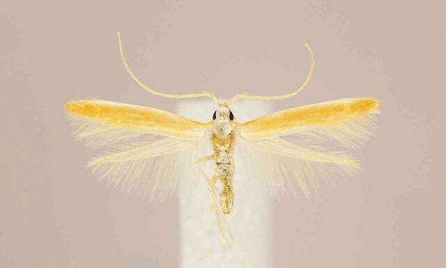 Imagem de Corythophora aurea Braun 1915