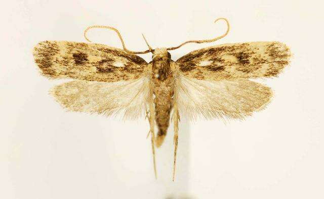 Image of Martyringa latipennis Walsingham 1882