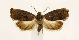 Image of Hickory Shuckworm Moth