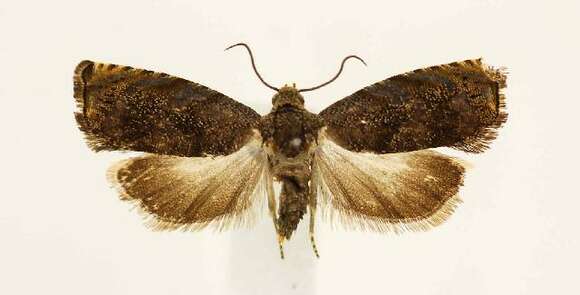 Image of Hickory Shuckworm Moth