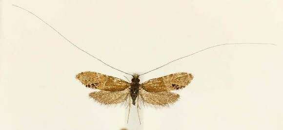 Image of Ridings' Fairy Moth