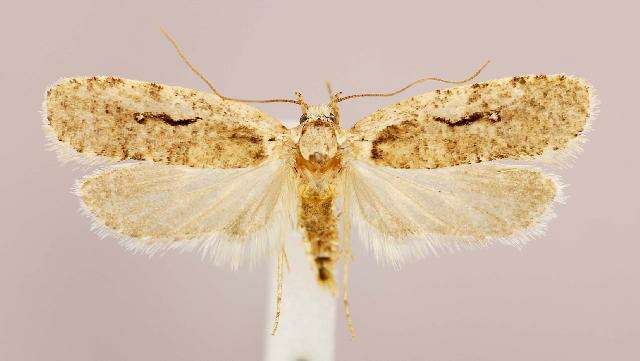 Image of Agonopterix curvilineella Beutenmüller 1889