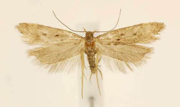 Imagem de <i>Bryotropha gemella</i>