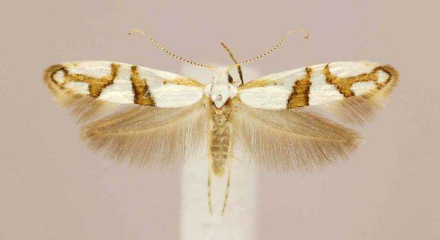 Image de <i>Argyresthia oreasella</i>