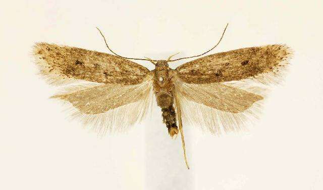 Imagem de <i>Bryotropha gemella</i>