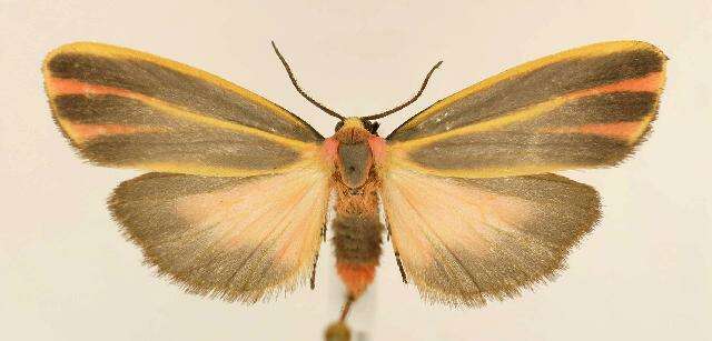 Image of Painted Lichen Moth