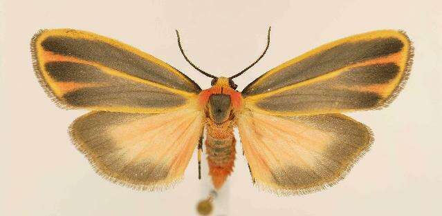 Image of Painted Lichen Moth