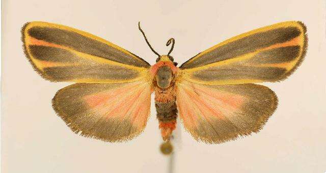 Image of Painted Lichen Moth