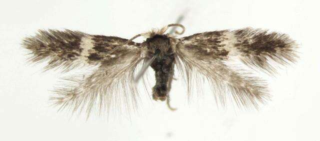 صورة Ectoedemia occultella (Linnaeus 1767) Robinson et al. 1983