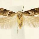 Image of Orange Spruce Needleminer Moth