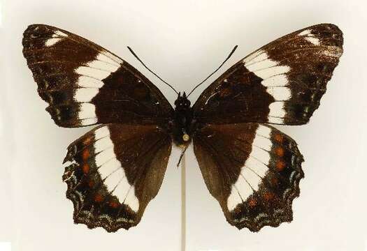 Image of White Admiral