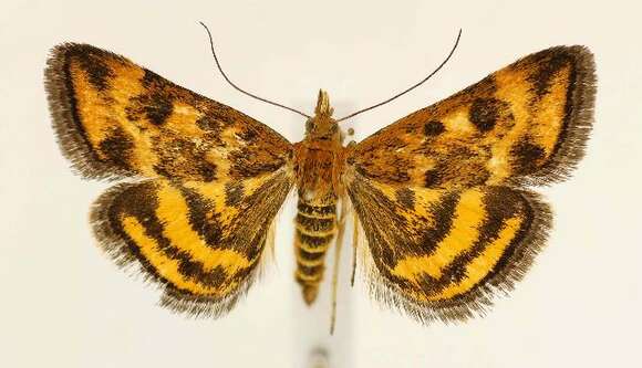 Image of <i>Pyrausta insequalis</i>