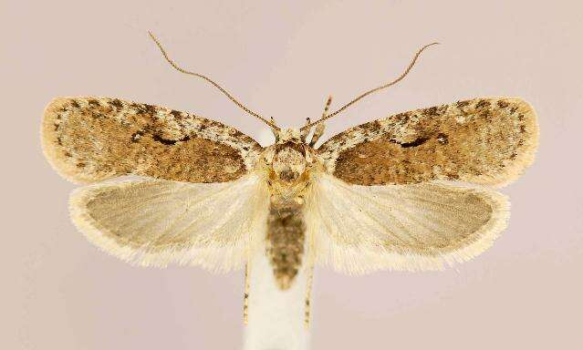 Image of Agonopterix curvilineella Beutenmüller 1889